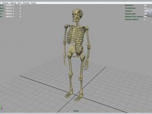 skeleton full body Model 3D