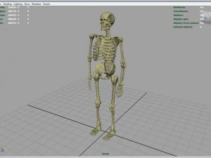 skeleton full body 3D Model