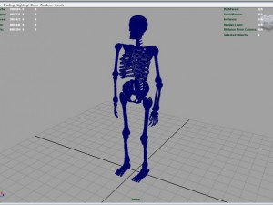 skeleton full body Model 3D