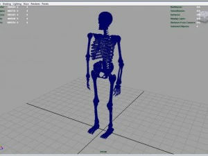 skeleton full body 3D Model