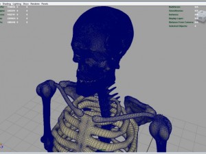 skeleton full body Model 3D