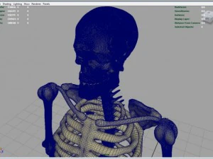 skeleton full body 3D Model