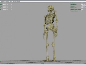 skeleton full body Model 3D
