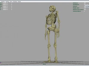 skeleton full body 3D Model