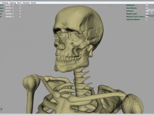 skeleton full body 3D Model