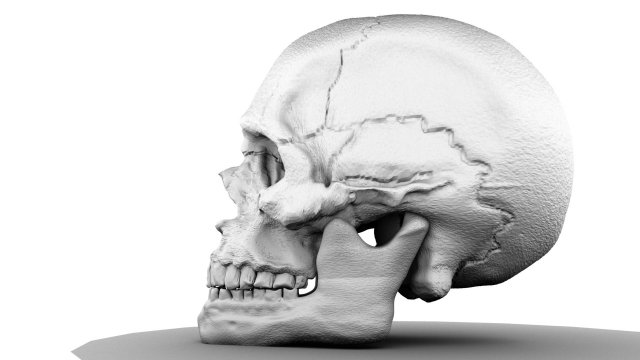 skull 3D मॉडल .c4d .max .obj .3ds .fbx .stl .blend 