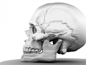 cr&acirc;nio Modelo 3D