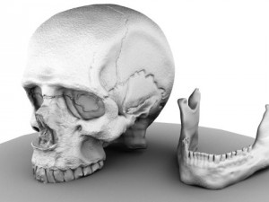 skull 3D मॉडल