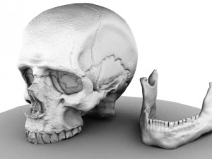 skull 3D Model