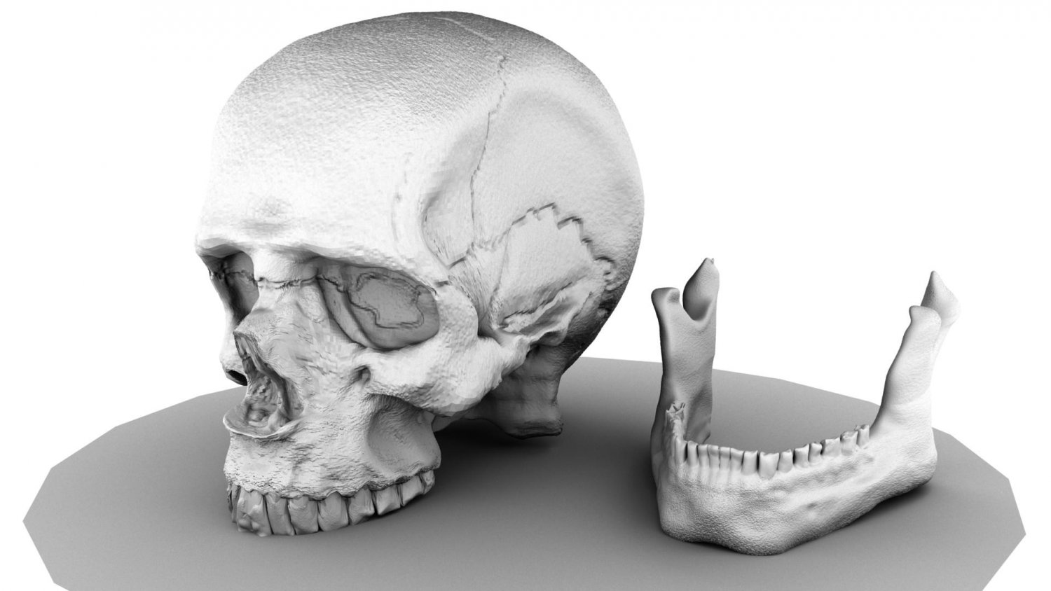 Skull 3d model. Череп 3l. Череп 3д модель онлайн. Моделирование черепа в solidworks. Макет черепа своими руками.