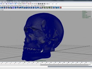 skull 3D मॉडल