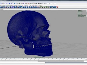 skull 3D मॉडल