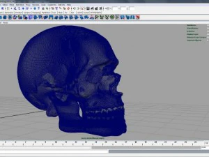 skull 3D Model