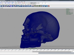 skull 3D मॉडल