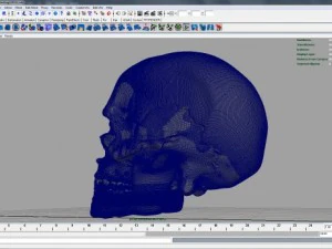 skull 3D Model