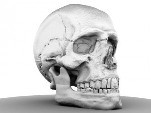 skull 3D मॉडल