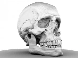 skull 3D Model
