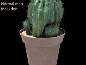 cactus 3D Model