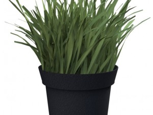 grass 3D Model