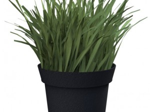 grass Modèle 3D