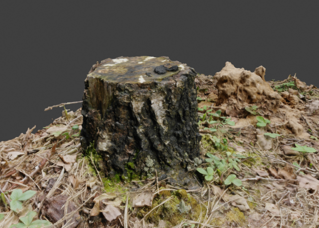 3d scanned nature tree stump 3D Model .c4d .max .obj .3ds .fbx .stl .blend 