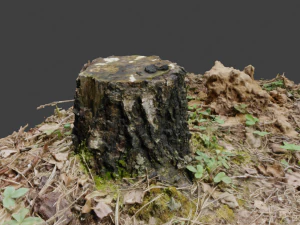 3D-gescande natuur boomstronk 3D Model