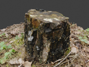 3d scanned nature tree stump 3D Model