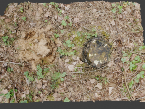 3d scanned nature tree stump 3D Model