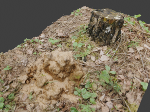 3d scanned nature tree stump 3D Model