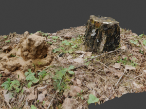 3d scanned nature tree stump 3D Model