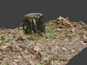 3d scanned nature tree stump 3D Model