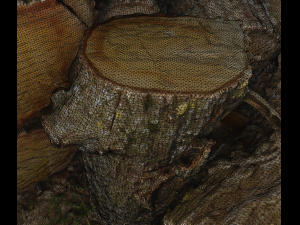 Firewood Pile Pack Model 3D