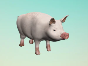 little pig 3D Model