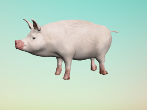 little pig 3D 모델