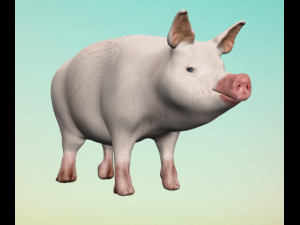 little pig 3D 모델