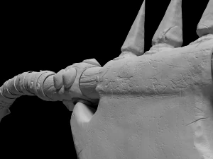 axe battle 3D Model