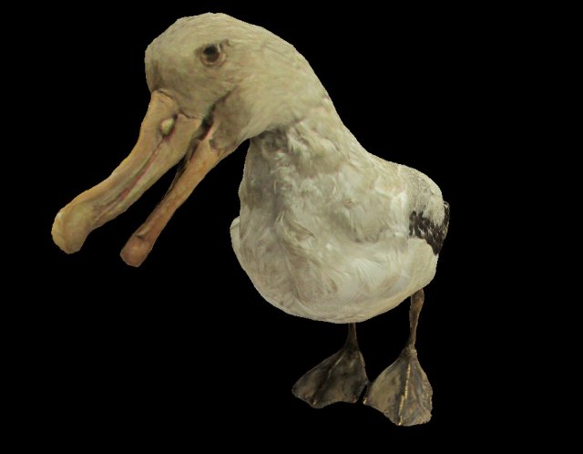 albatross mallemuck bird 3D Модель .c4d .max .obj .3ds .fbx .stl .blend 