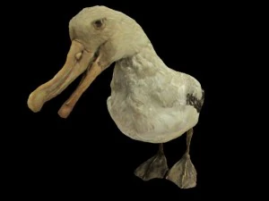 albatros mallemuck vogel 3D Model