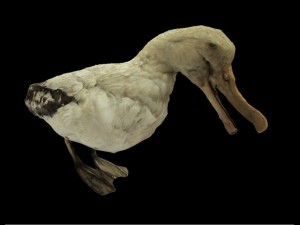 albatross mallemuck bird 3D Модель