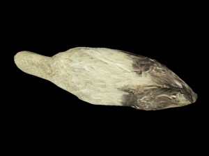 albatross mallemuck bird 3D Модель