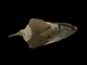 albatross mallemuck bird 3D Модель