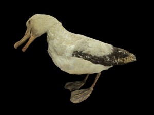 albatross mallemuck bird 3D Модель