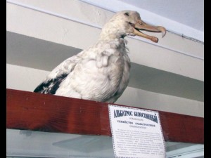 albatross mallemuck bird 3D Модель