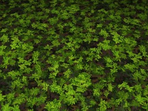 ground leaf 01 CG 텍스쳐