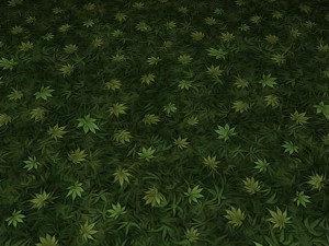 ground leaf 02 CG テクスチャ