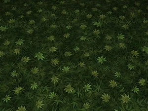 ground leaf 02 CG Textures