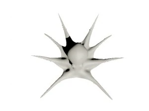 octopus 3D Model