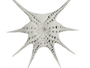 octopus 3D Model