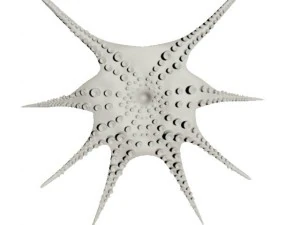 octopus 3D Model
