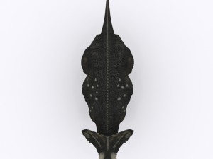 Diceratops dinosaur Modèle 3D